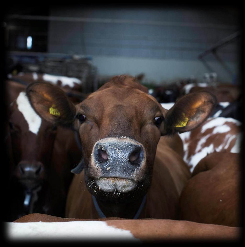 2018-08-24 Dalsspira mejeri Halvårsrapport 2018-01-01-2018-06-30 Dalsspira mejeri erbjuder lokalproducerade get- och komjölksprodukter med god smak och unika egenskaper.