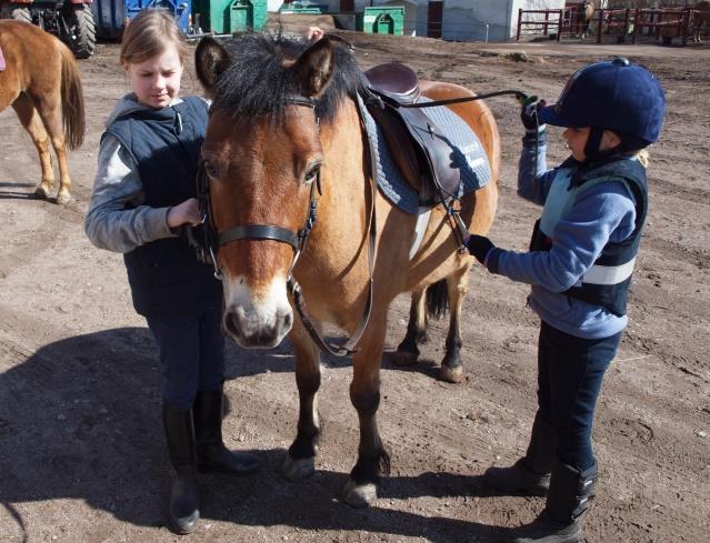 Antalet hästar i ridskoleverksamheten är idag ca 50 fördelat ganska lika mellan ponny och häst.