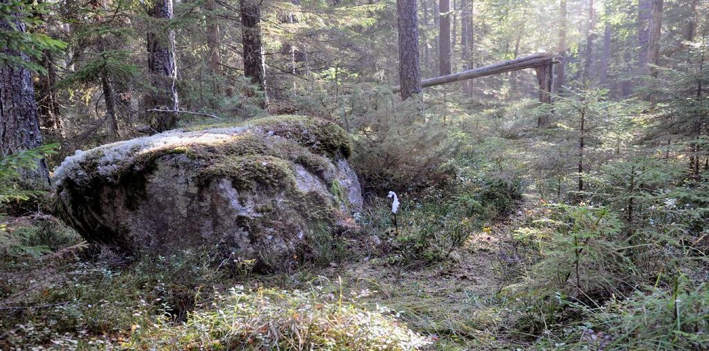 Kontrollpunkt 83 Men dagen efter tävlingen syns en påverkan i det blöta området vid stenen.