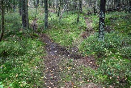 Hur naturen påverkas av mycket stora