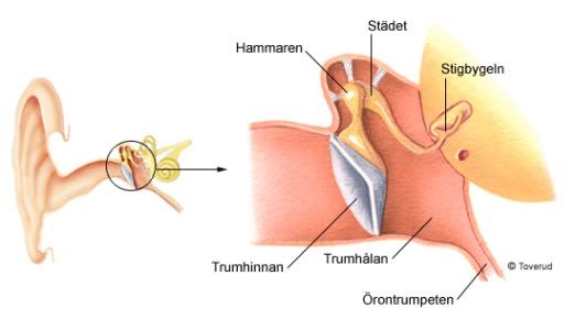 Funktion Ytterörat: Samlar in ljud (mekaniska vågrörelser) Mellanörat: