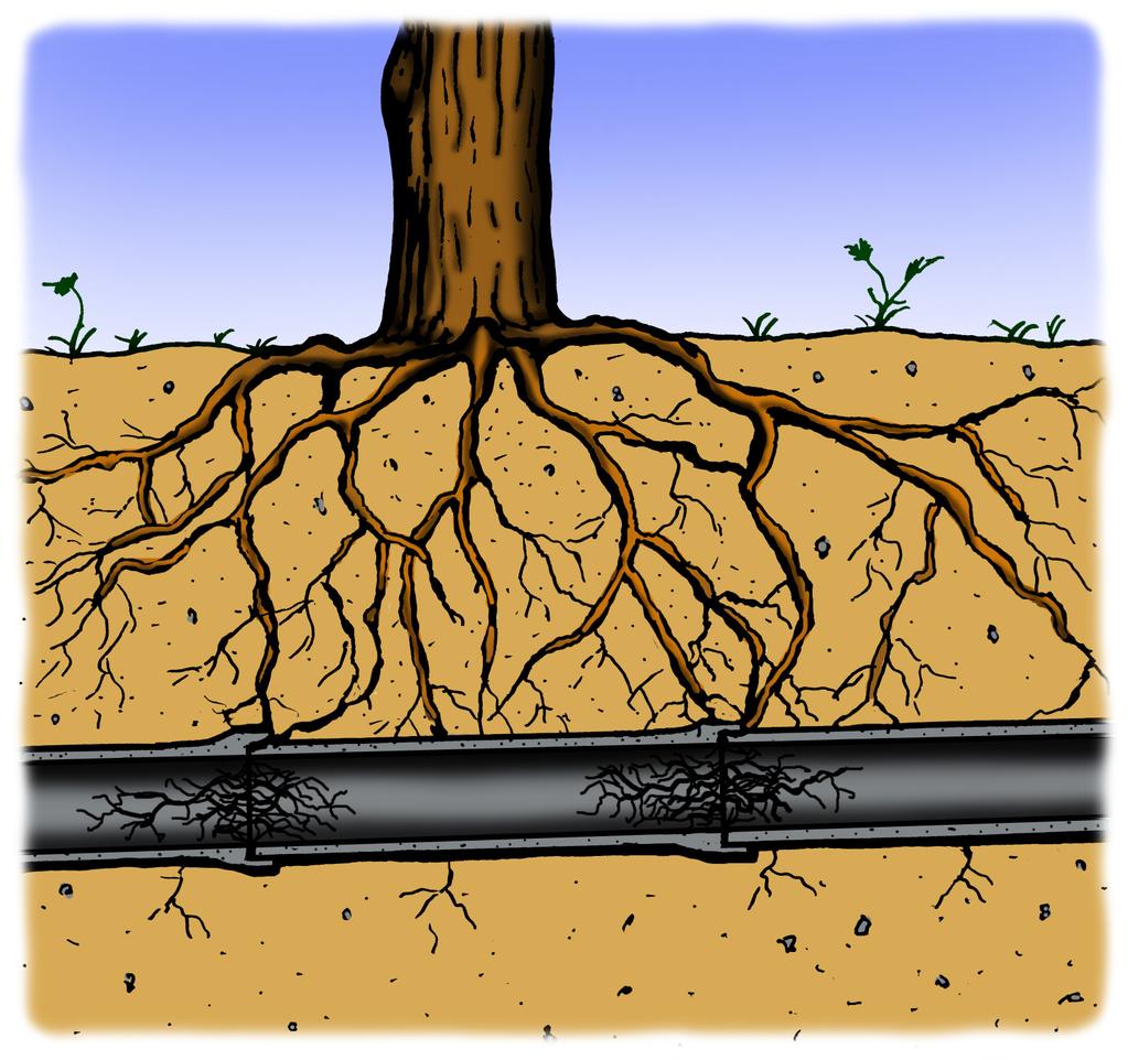 Åtgärda problem med inträngande rötter Att rensa en ledning från trädrötter som trängt in genom rörskarvar ger bara ett kortsiktigt skydd mot stopp i avloppsledningar.