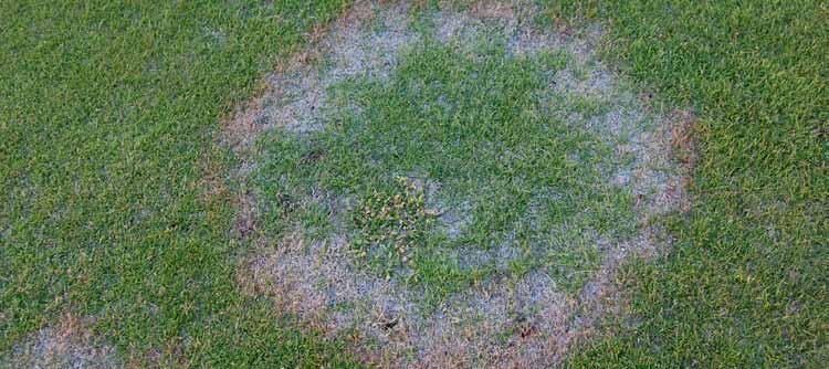 IPM verktyg Rotdödare angriper gärna rötterna på nya greener där svampen har lite konkuurens från andra mikrooganismer.