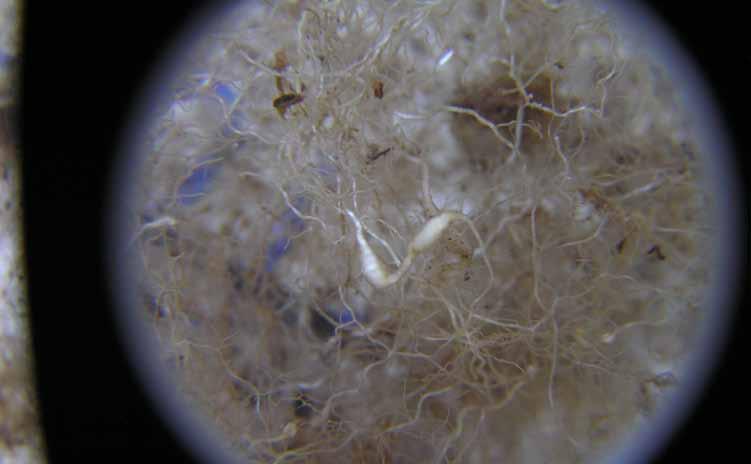 De här gräsrötterna är angripna av nematoder. De utsöndrar kemikalier som får plantorna att bilda svulster på rötterna. Angrepp som dessa minskar upptaget av vatten och näring.
