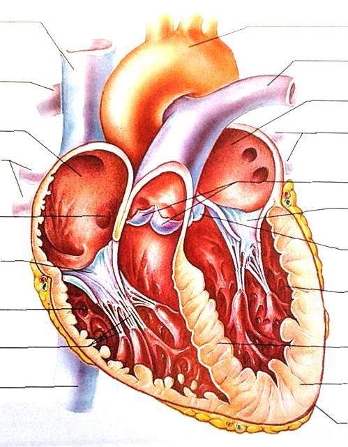 CIRKULATIONSSYSTEMET Bild. Frontalsnitt av hjärtat 1. Namnge åtta valfria strukturer i bilden på hjärtat med medicinska benämningar.