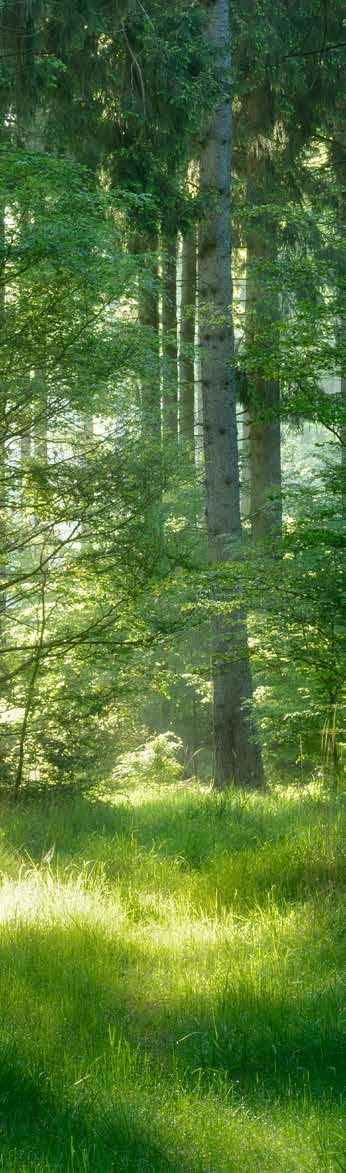 För miljön För framtiden Skogen är jordens lungor. Genom att använda den väl kan vi skapa en hållbar miljö.