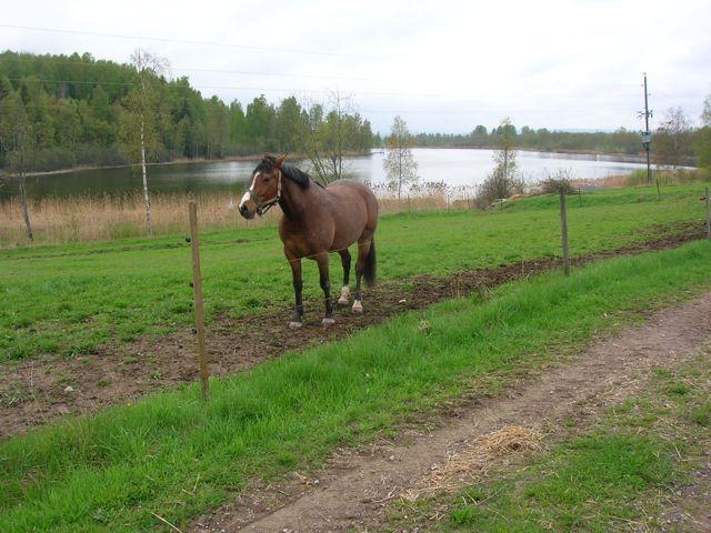 Operativ övervakning (2000/60/EG, Bilaga 1.