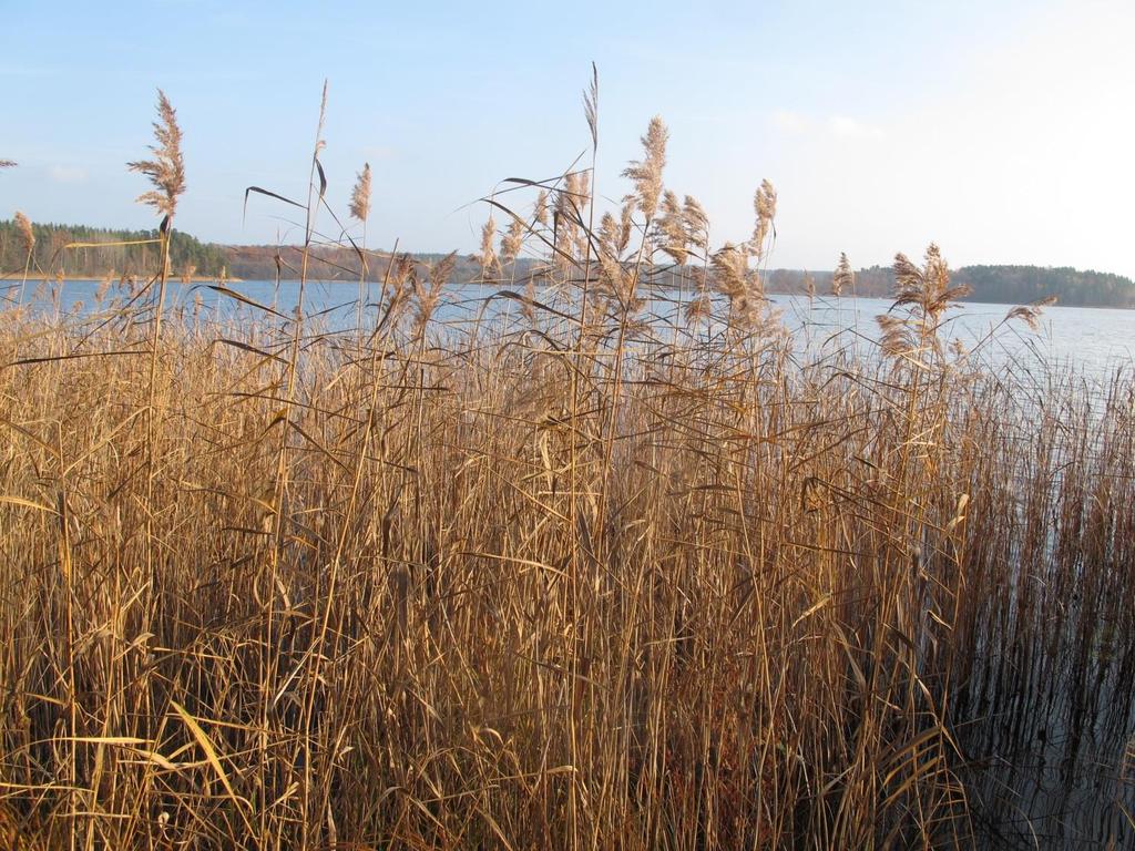Förord Oxelösunds kommun har gett företaget Linnea Natur och Ekologi i uppdrag att göra en sammanställning och värdering ur ett naturvårdsperspektiv av vassområden på fastlandet i Oxelösunds kommun.