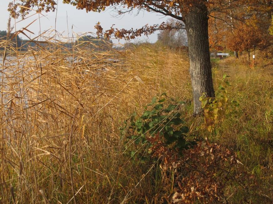 Sammanfattning Vassområden har bildats på grunda, näringsrika sjö- och havsbottnar med finsediment. I Oxelösunds kommun finns de företrädesvis vid havet.