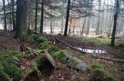 öppnare än idag. I skogen finns öppnare ytor, till synes uppkomna vid stormar.