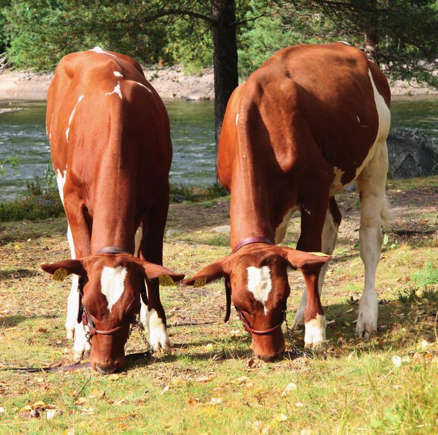 Våra