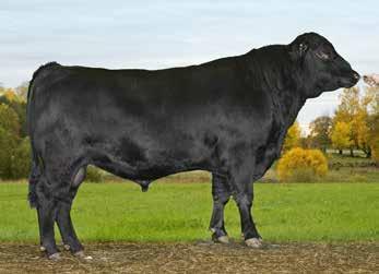 Hornstatus; A = Homozygot hornlös, DNA-testad B = Heterozygot hornlös, DNA-testad C = Horn, DNA-testad 3-7639 VB Unicorn Simmental 98545 F: Sando av Storegården FF: Nisse av Gyllebo MF: Maverick av