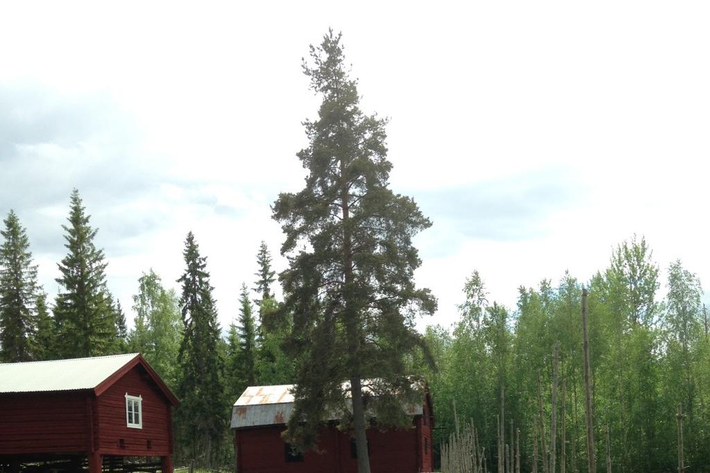 Översiktlig florainventering och bedömning av