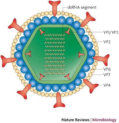Rotavirus Infekterar tunntarmens epitelceller