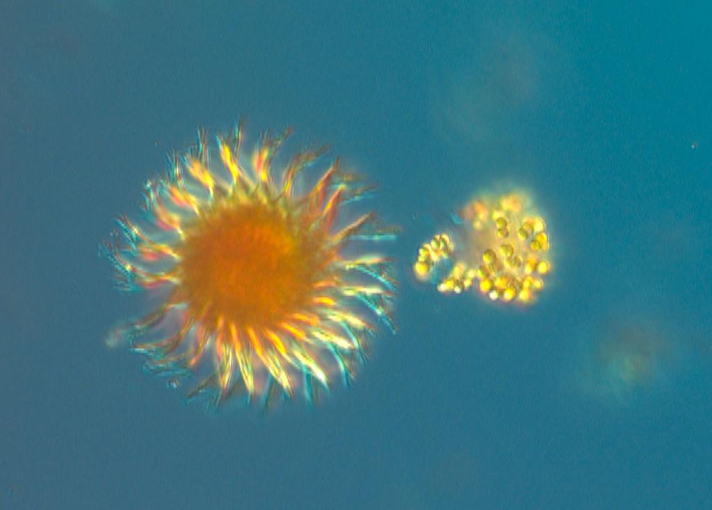 The Baltic Sea BY2 and BY5 17 th and 16 th of October The diatom Cerataulina pelagica was abundant in the southern Baltic and a few more diatom species were.