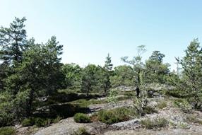 Byggnaderna är placerade för att spara befintligt berg som möter Bredängsvägen med mjuka berghällar.