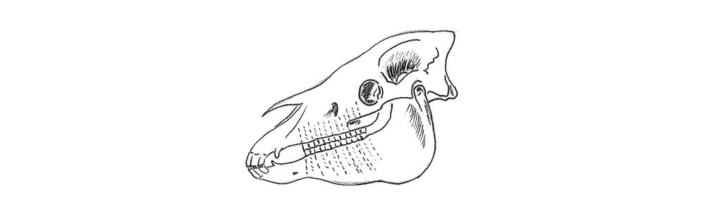 LITTERATURÖVERSIKT Tanden och parodontiets anatomi och fysiologi Dagens tamhästar har mellan 36-44 tänder anpassade till att kunna spendera nästan all vaken tid med att beta av och tugga ner gräs