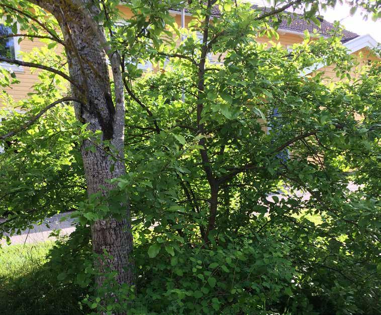 Malus domestica vildapel Växer i naturmarken. Plocka bort döda eller döende grenar när det passar.