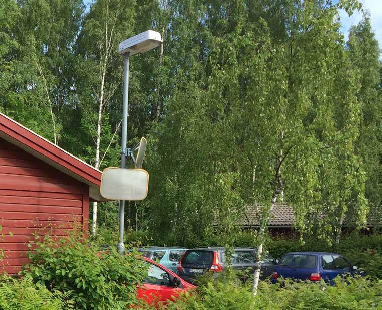 Betula pendula Crispa fransbjörk Växer i gatumiljö.