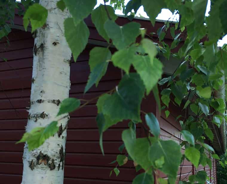 Betula pendula vårtbjörk Växer i gatu- och naturmarksmiljö.