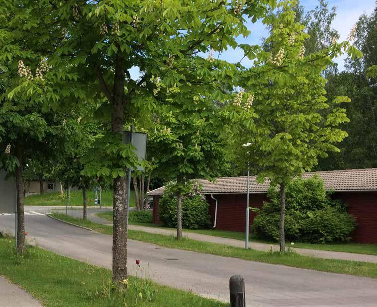 Aesculus hippocastanum hästkastanj Växer i gatumiljö.