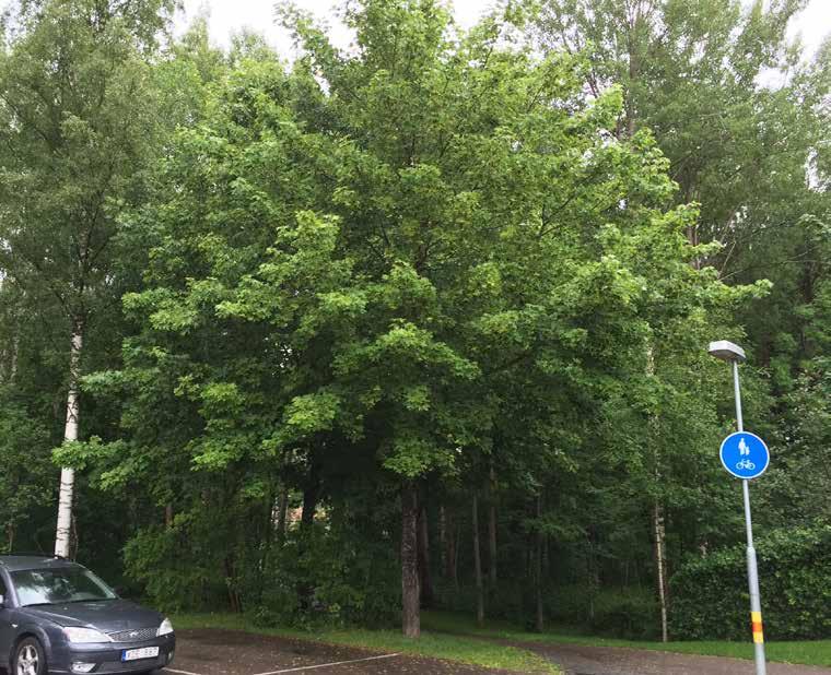 Acer platanoides lönn Växer i naturmarken. Plocka bort döda eller döende grenar när det passar under året.