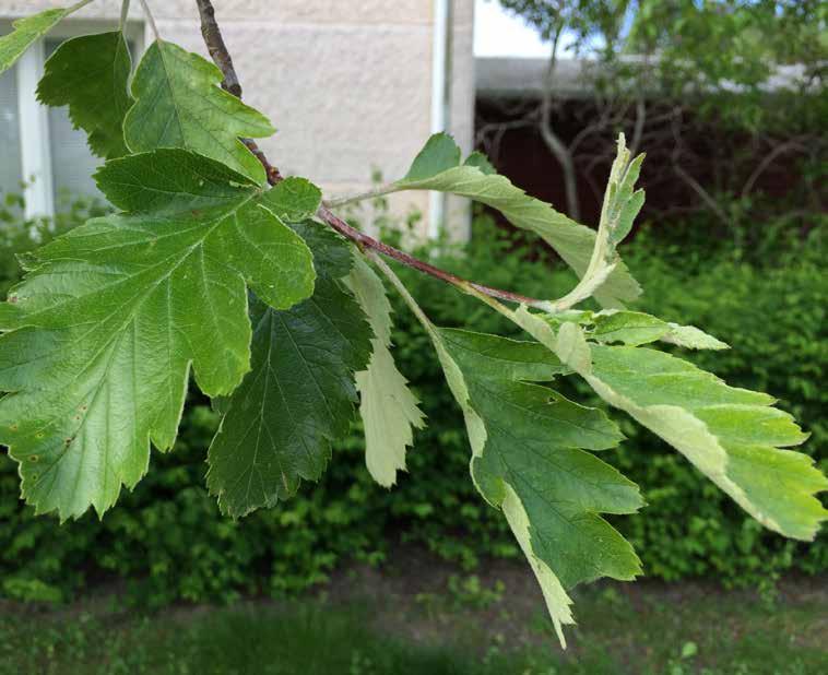 Sorbus intermedia oxel Växer i gatumiljö och naturmark.