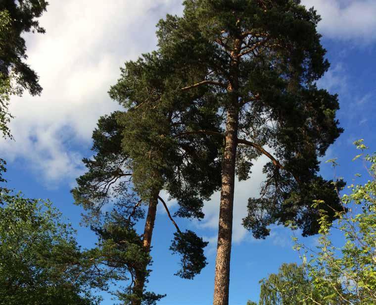 Pinus sylvestris tall Växer i naturmarken.