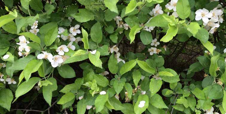 bukettapel Malus toringo var. sargentii En buske som både fungerar som friväxande buske och klippt häck.