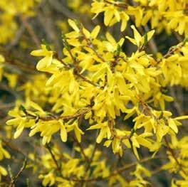 Att häckklippa forsythia är inte alls bra eftersom blomningen sker på de yttre, äldre