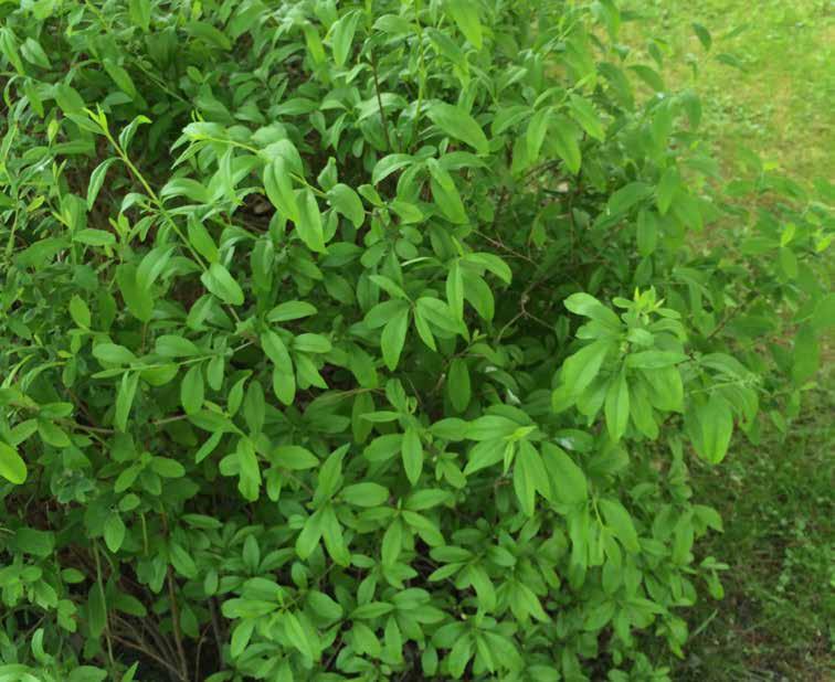 Ligustrum vulgare liguster Passar bra att häcklippa.