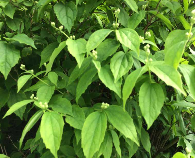 Philadelphus coronarius luktschersmin Lämpar sig bara som friväxande buske.