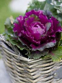 Arrangera din egen höstkruka PRYDNADSKÅL Brassica oleracea