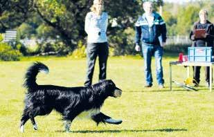 Momentrutiner I one by one-övningen får du också träna på att få hunden i rätt modus inför varje moment och det gör du genom att lära hunden olika momentrutiner.