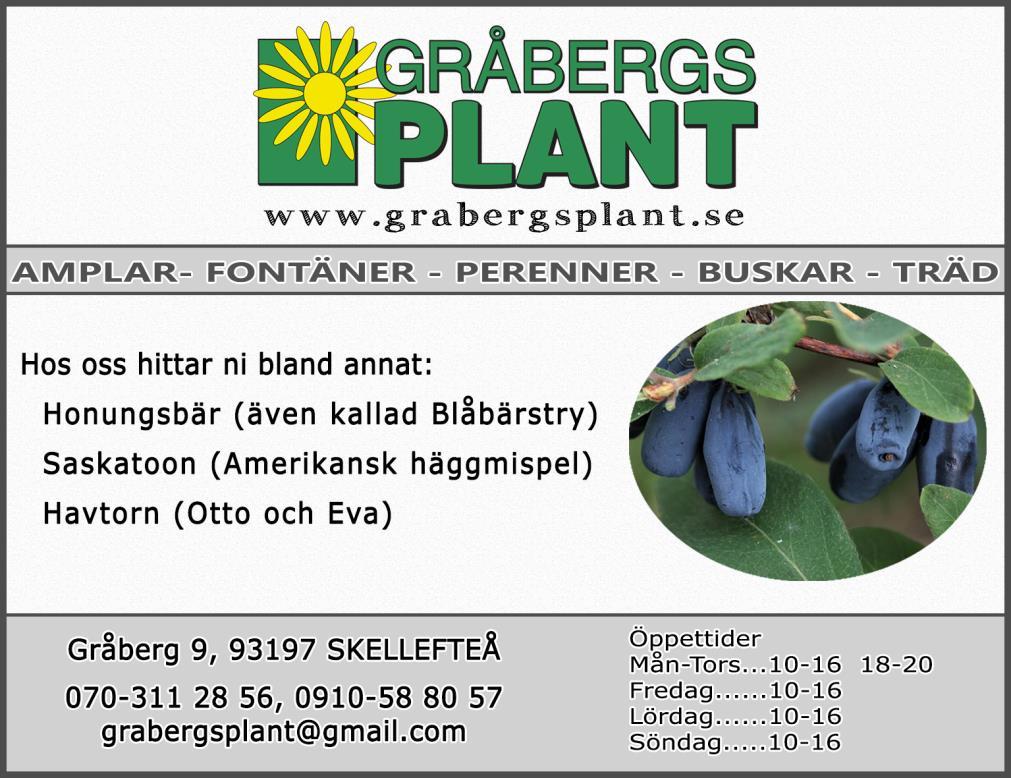 Den är en riktig trotjänare som kan bli mångårig i trädgården.