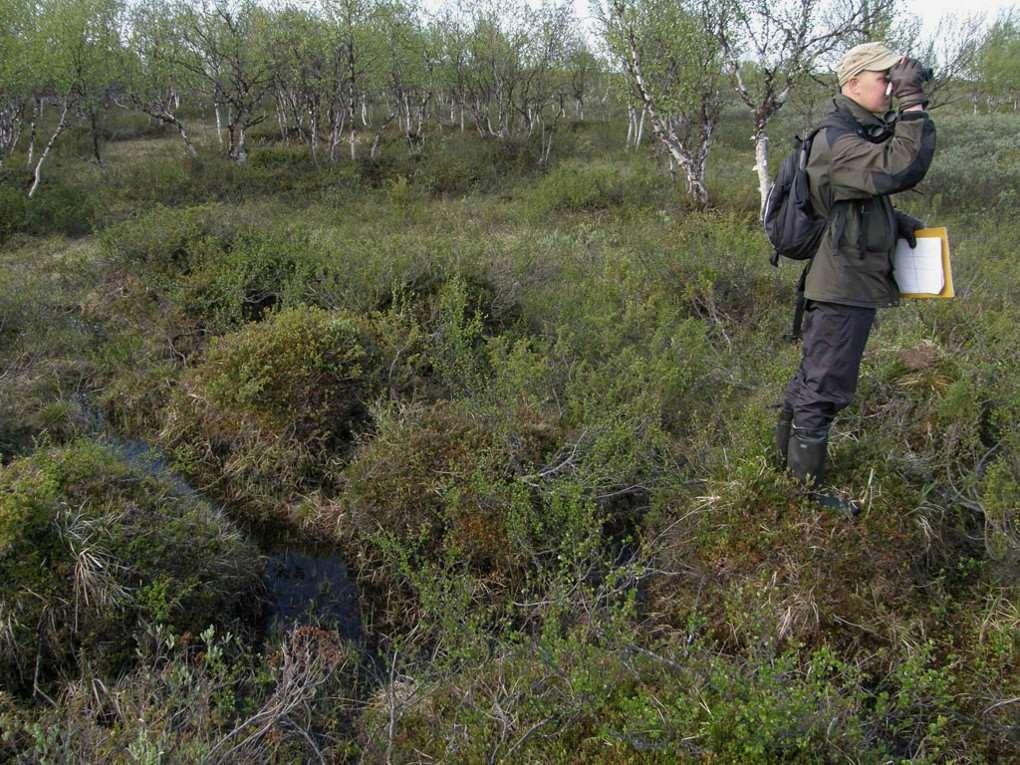 7. Fältarbetet Antecka skilt observationerna från det 50m breda huvud-stråket och områdena bredvid, dvs hjälpstråket 15-25% av