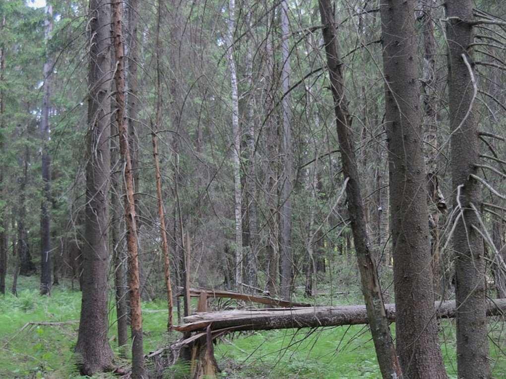 2. Tidsåtgång, hjälpmedel och förberedelser God artkunskap om de häckande fåglarna behövs En