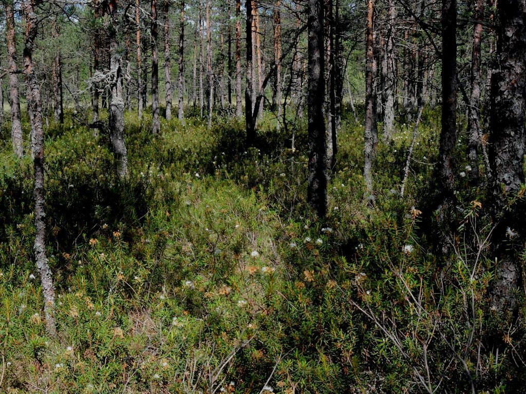 3. Vägval Rutten skall inventeras så att man så noggrant som möjligt följer den linje som finns på kartan.