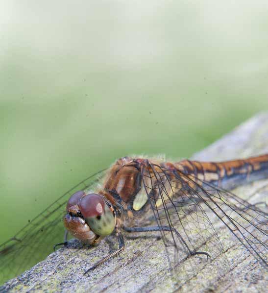 Naturmiljö Alla vinner på biologisk mångfald Vår naturmiljöverksamhet omfattar både inventeringar av flera olika artgrupper och expertsvar på frågor från intresserade privatpersoner.