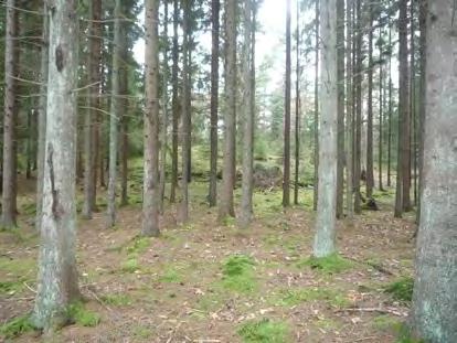 Brynen med sin lägre och mer solkrävande vegetation bör utnyttjas.