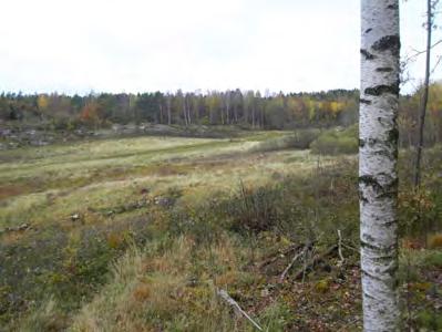 landskapsrummet den omfamnande skogen