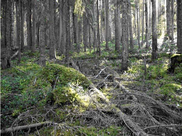 Naturskyddsföreningens bedömning Inom avverkningsanmälningen finns flera fina partier som håller nyckelbiotopsklass.