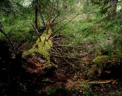 Marken är känslig för körskador. Förutom naturvärdena finner vi ett flertal kulturspår som inte är inventerade.