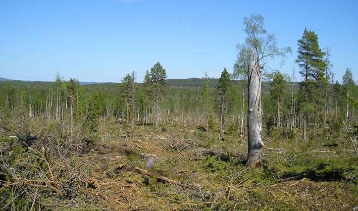Avverkad blandnaturskog 3,5 kilometer väster om Åbojens