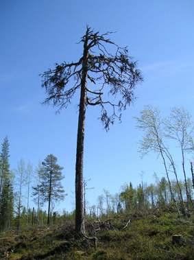 Innan avverkning stod där en tallnaturskog med hög