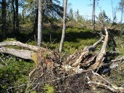 Ingen hänsyn har tagits till lågor, som krossats och körts sönder av skogsmaskiner (brott mot FSC-standard 6.5.7).