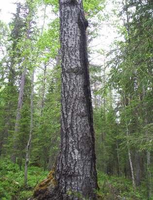 Naturskyddsföreningens bedömning SCA har i dagsläget inte gett något besked för vad som kommer att hända med denna skog.