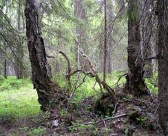 Inte en enda av de grova asparna, sälgarna eller tallarna som är naturvärdesträd hade märkts ut. På en av sälgarna noteras riklig förekomst av doftticka.