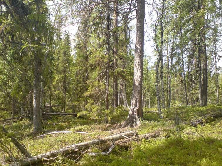 Skogen växlar mellan fuktig gransumpskog med inslag av sälg och enstaka aspar, till att på de torrare delarna domineras av tall.