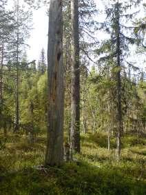 Naturskyddsföreningens bedömning Den 29/8 meddelade SCA att hela området kommer att undantas från skogsbruk. Detta är mycket glädjande och indikerar en förbättring av SCA:s hänsynstagande.